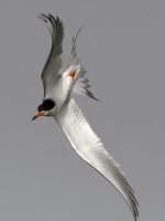 Tern6.jpg