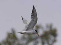 Tern9.jpg