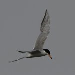 Tern11.jpg