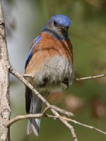 Bluebird2.jpg