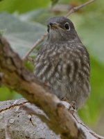 Bluebird7.jpg