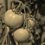 Tomatoes.jpg