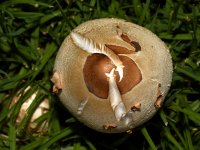Shroom.jpg