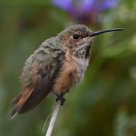 Hummer4.jpg