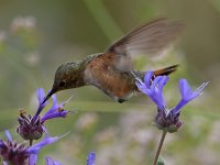 Hummer8.jpg