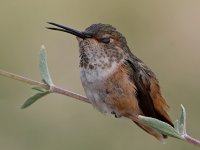 Hummer12.jpg