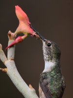 Hummer33.jpg