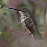 Hummer37.jpg