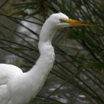 Egret.jpg