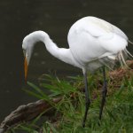 Egret3.jpg