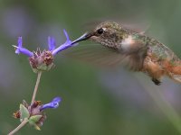 Hummer7.jpg