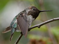 Hummer44.jpg