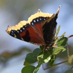 Butterfly2.jpg