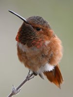 Hummer13.jpg