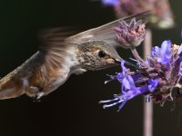 Hummer36.jpg