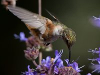Hummer37.jpg