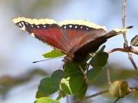 Butterfly3.jpg