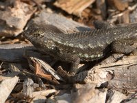 Lizard.jpg