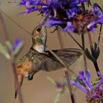 Hummer4.jpg