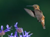 Hummer6.jpg