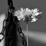 YellowFlowerBW.jpg