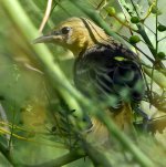 Oriole2.jpg
