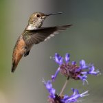 Hummer30.jpg
