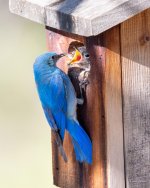 BluebirdFeeding-300.jpg