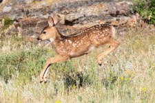 FawnLeap-302.jpg
