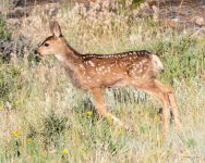 FawnLeap-303.jpg