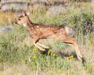 FawnLeap-304.jpg