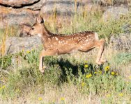 FawnLeap-305.jpg