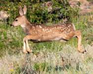 FawnLeap-300.jpg