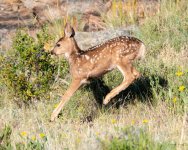 FawnLeap-306.jpg
