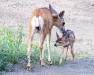FawnNursing-301.jpg