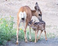 FawnNursing-302.jpg