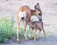 FawnNursing-303.jpg