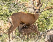 FawnNursing-300.jpg