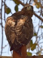 Hawk19.jpg