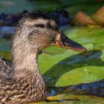Duck.jpg