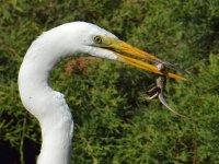 Egret4.jpg