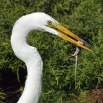 Egret3.jpg