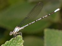 DamselFly6.jpg