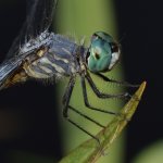 DragonFly5.jpg