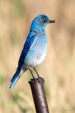 MountainBluebird-330.jpg