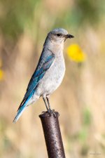 MountainBluebird-331.jpg