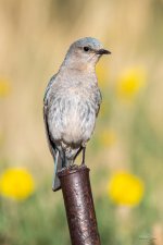MountainBluebird-332.jpg