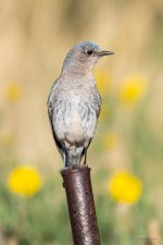 MountainBluebird-333.jpg