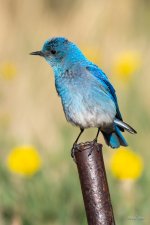 MountainBluebird-334.jpg