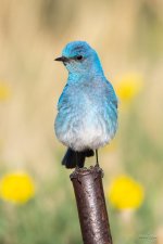 MountainBluebird-335.jpg